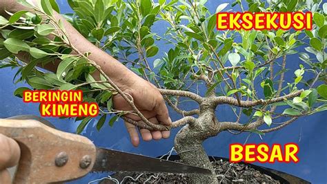 Eksekusi Pemotongan Bonsai Beringin Kimeng YouTube