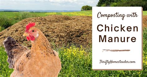 Composting with Chicken Manure: A Beginner's Guide