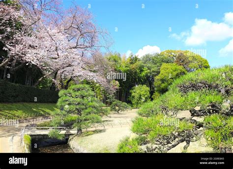 Japanese Hanami Festival When People Enjoy Sakura Blossom Cherry