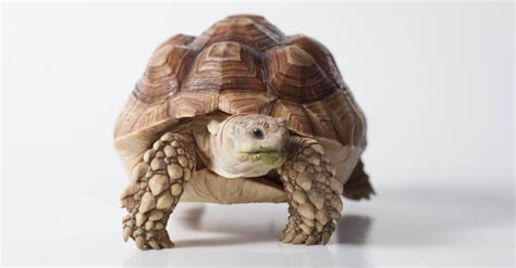 Sulcata Tortoise - A-Z Animals