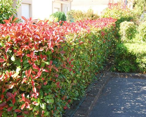 Comment Tailler Un Photinia On Vous Explique