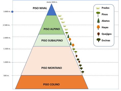 Pisos De Vegetaci N Flores Silvestres De Arag N