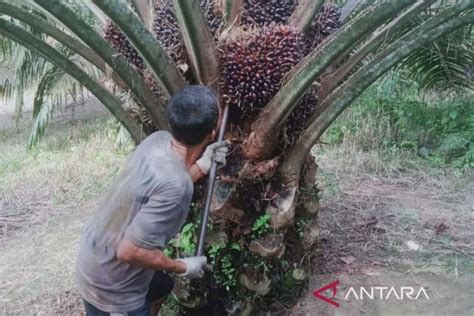 Pemprov Bengkulu Tetapkan Kenaikan Harga Tbs Kelapa Sawit Di Mei