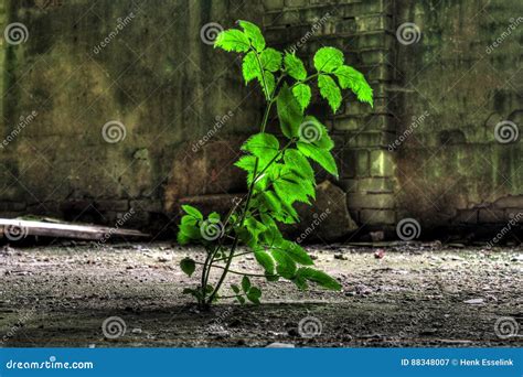 Plant Growing In Abandoned Factory Stock Image Image Of Building