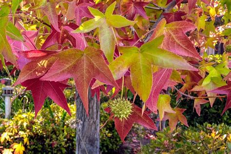 types  sweetgum trees  jack oneill blog