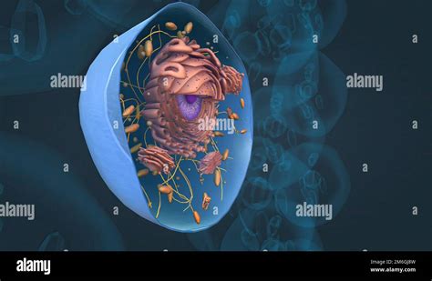 Estructura y funciones celulares ilustración de orgánulos celulares 3D