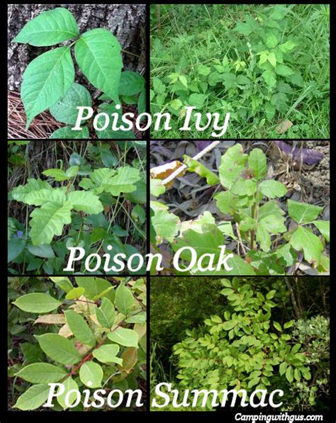 How to Identify Poison Ivy, Oak, and Sumac – Camping with Gus