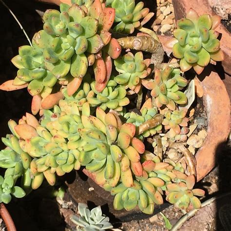 Graptoveria Apricot Dreams Succulents Plants Garden