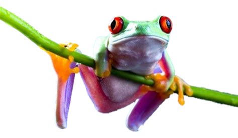 Frog PNG by LG-Design on DeviantArt