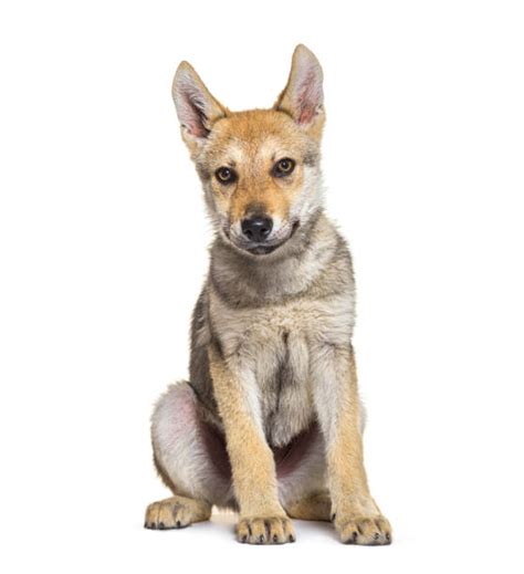 Wolfdog Puppies Stock Photos, Pictures & Royalty-Free Images - iStock