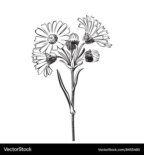 Hand Drawn Bouquet Of Daisy Flowers Isolated Vector Image