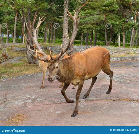 Red Deer Cervus Elaphus with Luxurious Antlers Stock Photo - Image of ...