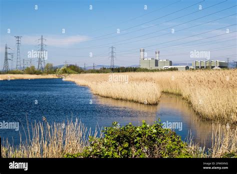 A Pool And Water Reeds On Caldicot Level At Newport Wetlands National