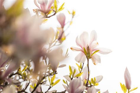 "Magnolia Blossom" Images – Browse 4,210 Stock Photos, Vectors, and ...