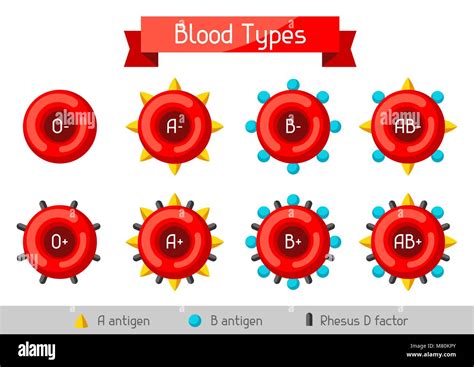 Blood Cells Types