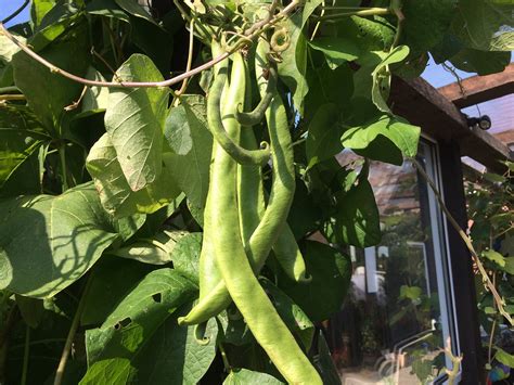 I Legumi Possono Offrire Una Soluzione Per L Agricoltura Sostenibile