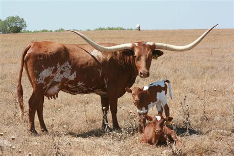 El Coyote Ranch Photo Gallery Texas Longhorns And Information Page