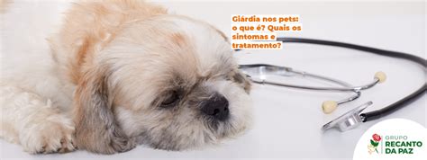 Giárdia nos pets o que é Quais os sintomas e tratamento Grupo