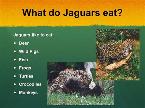 Jaguar Predation