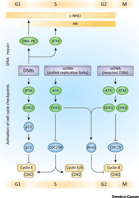 Synthetically Lethal Interactions Of Atm Atr And Dna Pkcs Trends In