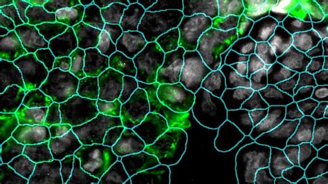 Overview Spatial Biology Core Mayo Clinic Research Core Facilities