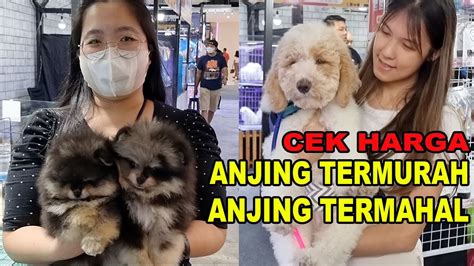 Cek Harga Anjing Termahal Termurah Di Petstapora Pet Bazaar Youtube