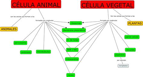 Mapa Conceptual De La Célula ¡guía Paso A Paso