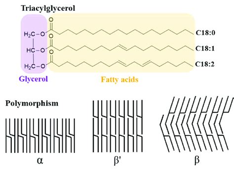 Schematic Representation Of Triacylglycerol Molecules And Lipid