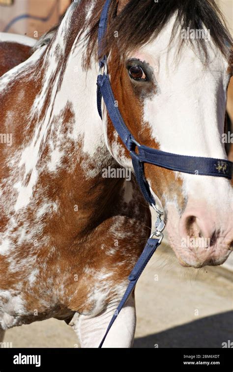 Face portrait of an overo pinto criollo horse with bridle Stock Photo - Alamy