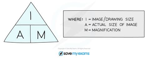 Cie A Level Biology Magnification Calculations