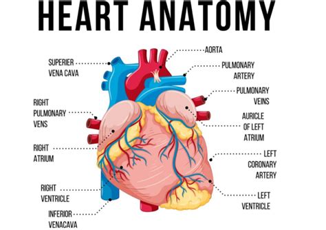 Unlocking Human Heart Anatomy: A Detailed Exploration