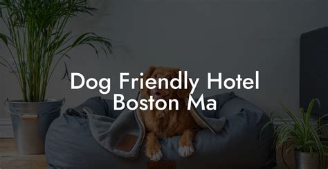 Dog Friendly Hotel Boston Ma - Dog Hotels