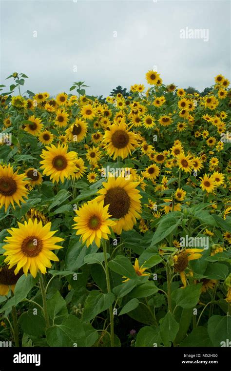 Field Of Sunflowers Under Blue Sky Stock Photo Alamy