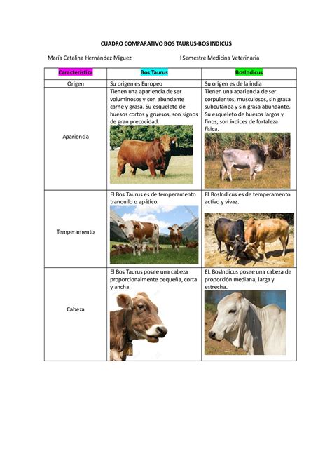 Calam O Caracteristicas Del Bos Taurus Y Bos Indicus