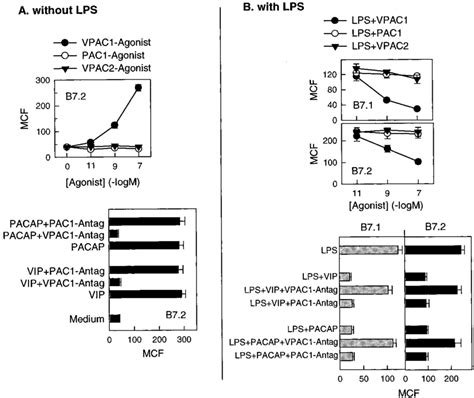 VIP PACAP Regulation Of B7 1 B7 2 Expression Is Mediated Through VPAC1