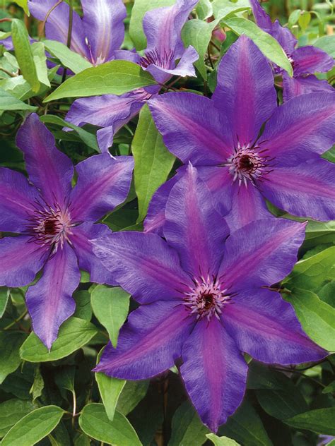 Kim S Secret Garden How To Grow Clematis