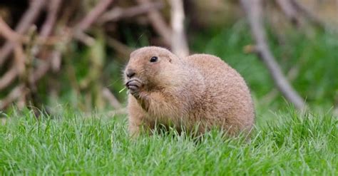 What Gopher Eat Whats Gophers Favorite Grass