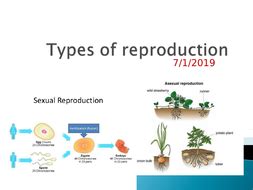 Types of reproduction | Teaching Resources