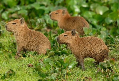 Capybara Petting Zoo in Houston - Houston Petting Zoo