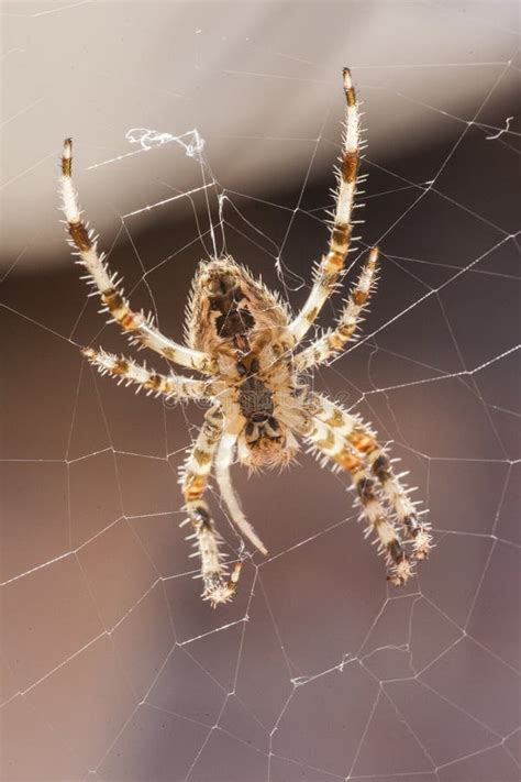 Araneus Diadematus 14 stock photo. Image of danger, arachnophobia ...