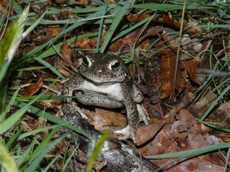 Le Crapaud Calamite Et Son Chant Puissant Actu Fr