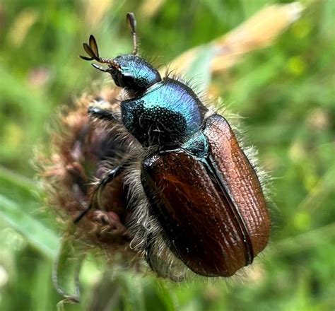 Garden Beetles Perth Fasci Garden