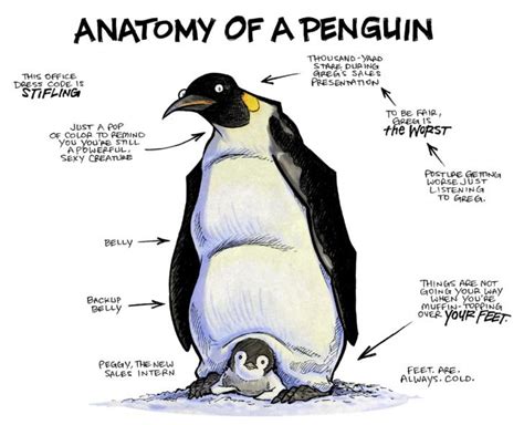 Anatomy Of A Penguin