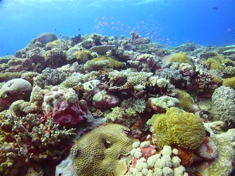 Does a new era of bleaching beckon for Indian Ocean coral reefs?