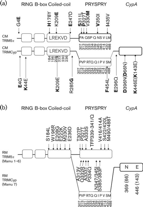 Sequence variations in TRIM5α and TRIMCyp a Sequence variations in