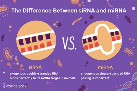 The Difference Between Sirna And Mirna Dna Transcription Medical