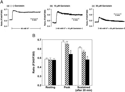 Effect Of Genistein On K Induced Changes In Ca 2 I Intact Rat