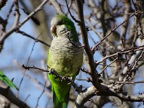 Steves Bird Monk Parakeet Senblake Flickr