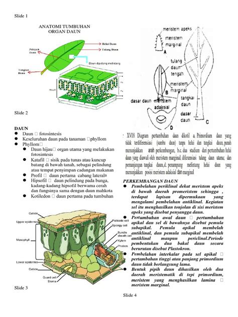 Antum Anatomi Daun Ok Pdf