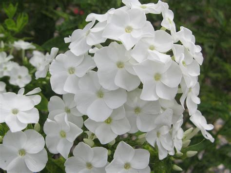 Phlox White Admiral Perennial Pleasures Nursery Phlox Specialists